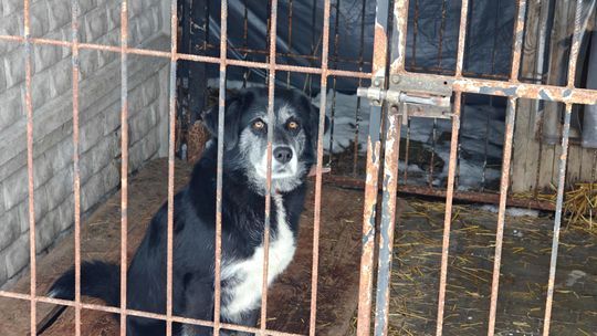 Schronisko dla zwierząt Chełm