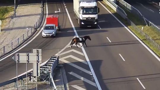 Jedziesz ekspresówką niedaleko Lublina, a tu osiodłany koń bez jeźdźca
