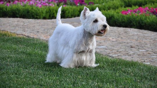 Jej psy zagryzły małego pieska sąsiadki. Zapłaciła, pieniądze trafią na fundację