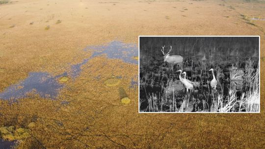 Jeleń spotyka żurawie na bagnach Poleskiego Parku Narodowego. A my możemy to oglądać