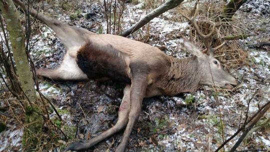 Jeleń umierał w męczarniach. Wstrząsające odkrycie w Lasach Kozłowieckich
