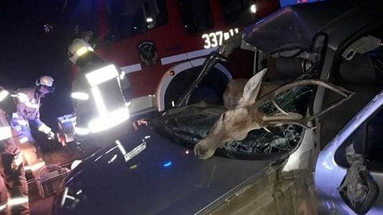 Jeleń wbiegł przed jadący samochód. Potrącone zwierzę wpadło na przednie siedzenie