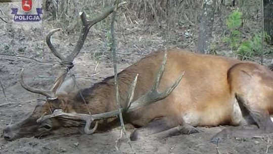 Jeleń wpadł we wnyki kłusownika. Policjanci go uwolnili