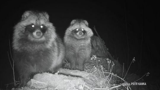Jenoty zamieszkały w Puławach. Pozowały przed kamerą