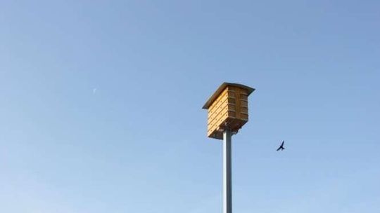 Jerzyki zamieszkały w porcie. Będzie mniej komarów