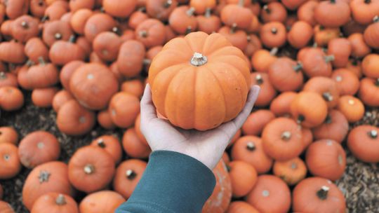 Jesień w kuchni, czyli dynia i patison na talerzu