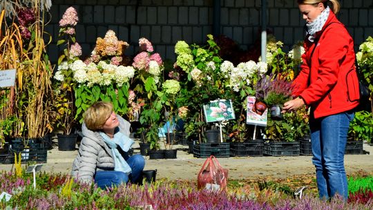 Jesienny Kiermasz w Końskowoli za nami. Miłośnicy ogrodów mieli w czym wybierać [zdjęcia]