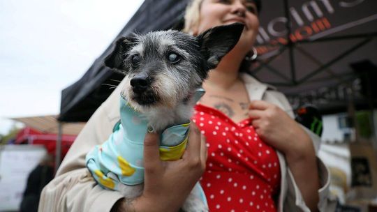 Jesienny Piknik Charytatywny na rzecz zwierząt ze schroniska