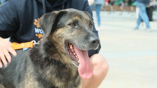 Jesienny piknik z podopiecznymi schroniska dla zwierząt Jesienny piknik z podopiecznymi schroniska dla zwierząt