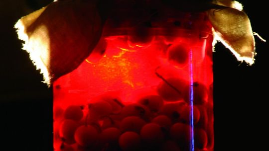 Jesienny smak. Sprawdzone przepisy na przetwory domowe