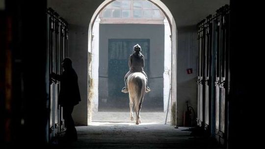 Jest już konkurs na nowego prezesa stadniny w Janowie Podlaskim