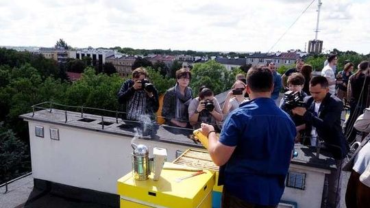 Jest pierwszy miód, pszczoły dobrze radzą sobie w Lublinie. Mieszkają na dachu KUL