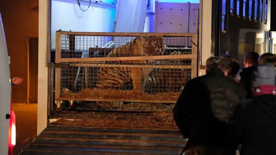 Jest prawomocny wyrok w sprawie transportu tygrysów. Sąd: sytuacja była wyjątkowa
