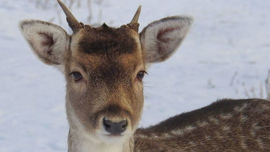 Jest szansa dla saren z lotniska w Świdniku. Zamiast zabijać zwierzęta, wystarczyło załatać płot