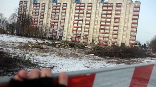 Jest wyrok za wycinkę drzew przy ul. Walecznych w Lublinie. Były dyrektor skazany