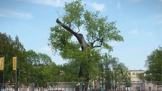 Jest zgoda na wycięcie Baobabu z pl. Litewskiego. Wiadomo co go zastąpi