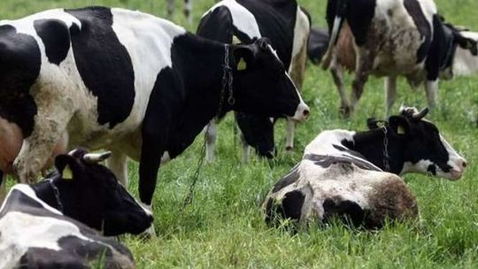 „Jestem chora” – krowa pisze SMS