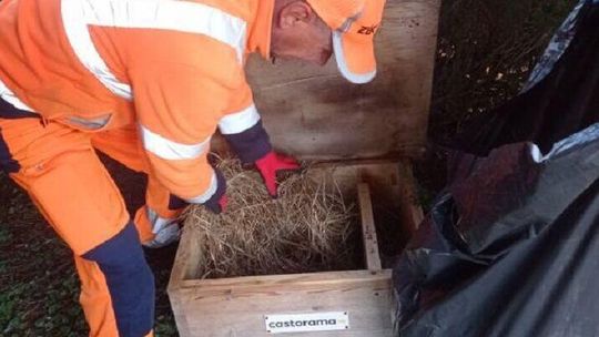 Jeże mają gdzie zamieszkać. Może będą z tego młode