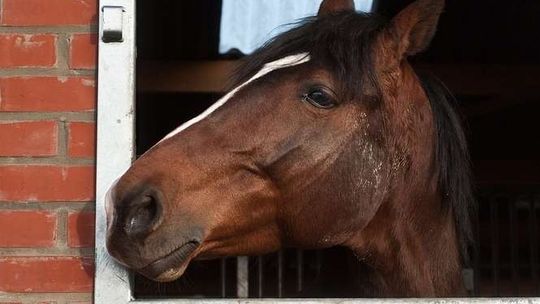 Józefów: Konie stratowały mężczyznę, sąsiadka znalazła go w stajni