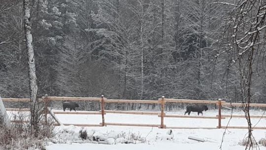Już 17 żubrów hasa w Lasach Janowskich