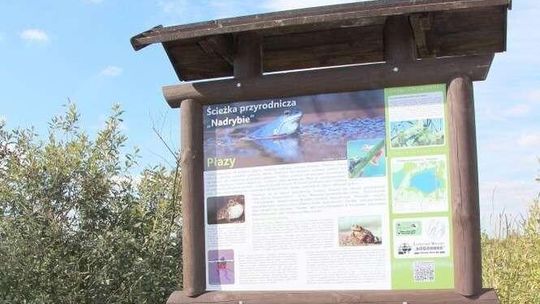 Już można podglądać wodnika. Nowa ścieżka edukacyjna wokół Zalewu Nadrybskiego