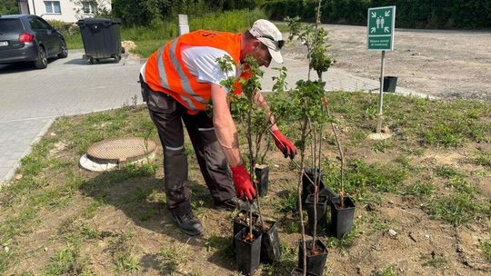 Już nie będzie łyso. Powstaje ogród terapeutyczny