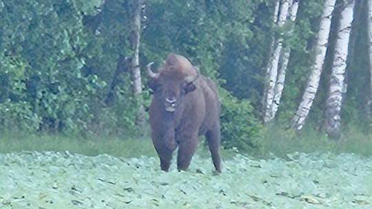 Już nie tylko w puszczy. Żubr przywędrował pod Białą Podlaską 