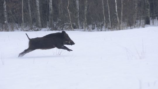Już prawie nie ma dzików w Poleskim Parku Narodowym. "Dzik nie jest złem, ale ofiarą"