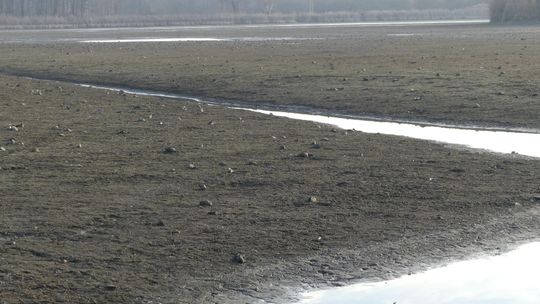 Już u nas są. Chińskie szczeżuje znaleziono w dwóch miejscach w regionie