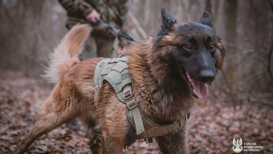 K9: Szybkie trójki w akcji, czyli przygotowanie do najważniejszego egzaminu