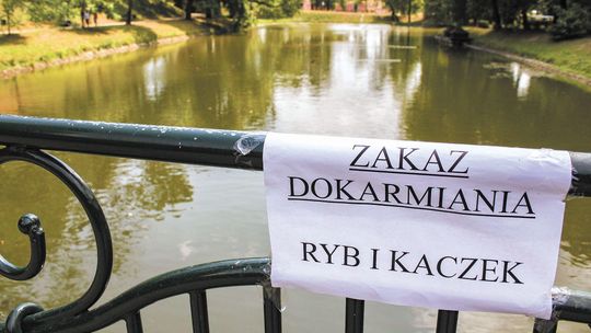 Kaczki, które padły w Zamościu nie miały ptasiej grypy. Co je zabiło?