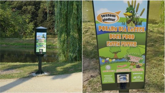 Kaczki zmieniają dietę. W parku w Zamościu stanęły kaczkomaty
