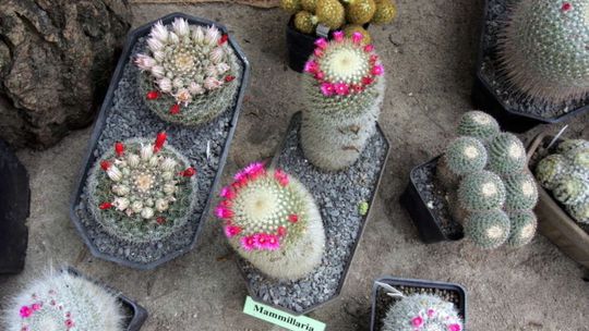 Kaktusy i sukulenty będą królować w Ogrodzie Botanicznym 