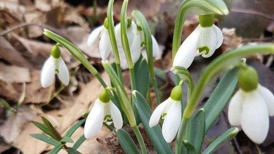 Kalendarzowa wiosna 2018. Kiedy zacznie się astronomiczna wiosna?