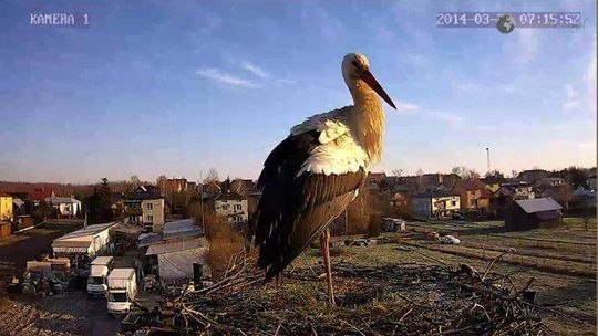 Kamera jest, ale bociany nie przyleciały