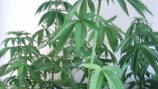 Kamionka: Przeszukali mieszkania handlarzy narkotyków