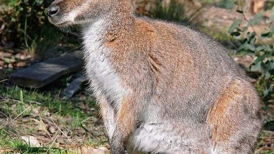 Kangury uciekły z gospodarstwa w Biszczy. Dwa zginęły