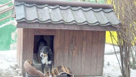 Karmią bezpańskie psy, ustawili im budę przed blokiem. Niektórym to przeszkadza