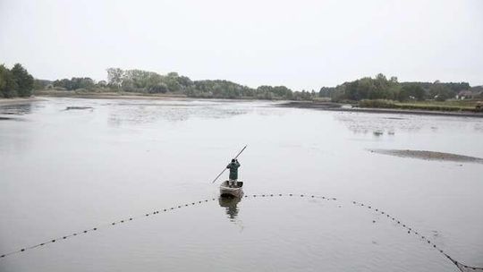 Karp po polsku. Jak wygląda odłów ryb (zdjęcia)