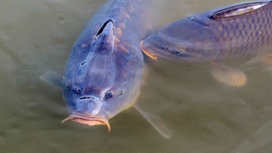 Karp świątecznym dobrem luksusowym? Będzie dużo drożej niż rok temu