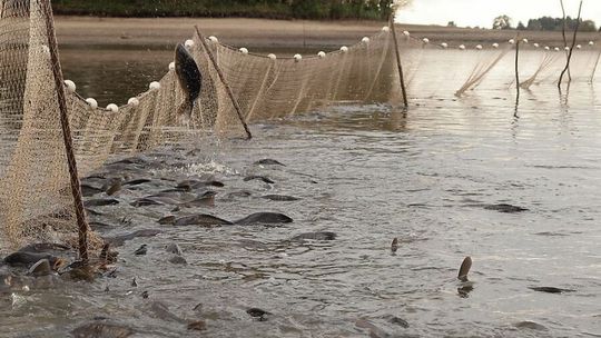 Karp szykuje się na święta. Gospodarstwa gotowe do odłowu