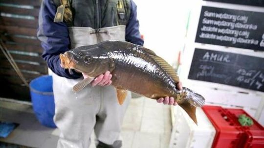 Karp szykuje się na wigilijny stół. Ile zapłacimy w tym roku? 
