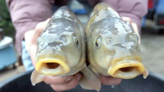 Karpie już jadą na wigilijne stoły