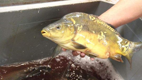 Karpie z lubelskiego Auchan pod lupą obrońców zwierząt