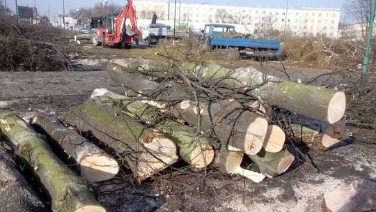Kary za nielegalną wycinkę drzew będą niższe. Ekolog: Będą bezkarnie niszczyć przyrodę