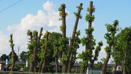 Kary za skandaliczne "przycięcie" 20 topoli. Urzędnicy z Radzynia Podlaskiego zawinili