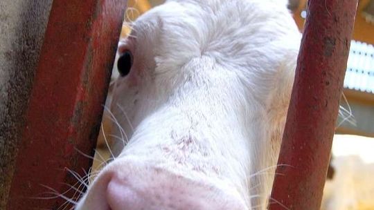 Katalog produktów dopuszczonych do sprzedaży bezpośredniej. Rolnik będzie mógł sprzedać więcej