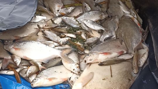 Katastrofa bez winnych? Śnięcie ryb w Stańkowie zamknięte decyzją prokuratury