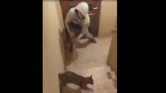 Katował kota metalową pałką, a jego dziewczyna to nagrywała. Zwierzę miało nie przeżyć