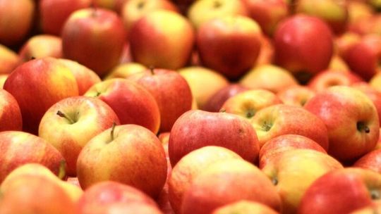 Kawęczyn: Sortownia owoców za miliony